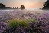 Ochtendstemming in het Buurserzand