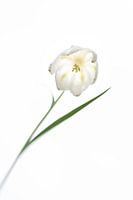 Witte kievitsbloem