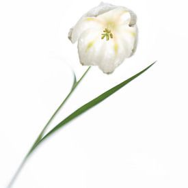 Witte kievitsbloem van Bianca de Haan
