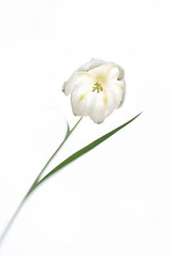 Witte kievitsbloem van Bianca de Haan