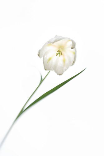 White lapwing flower