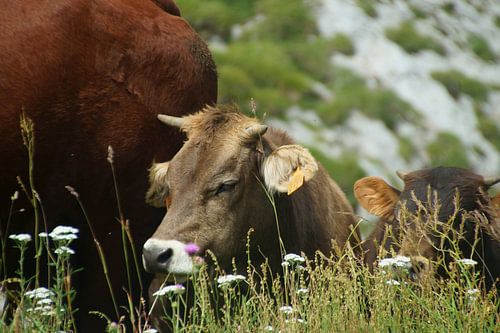 kalfje liggend in de wei