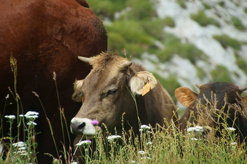 calf lying in the meadow by wil spijker