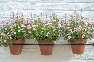 Zartrosa Blumen in Töpfen an der Wand.