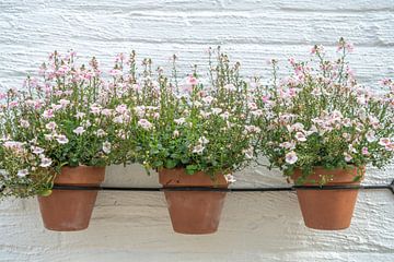 Des fleurs rose tendre dans des pots sur le mur. sur Christa Stroo photography