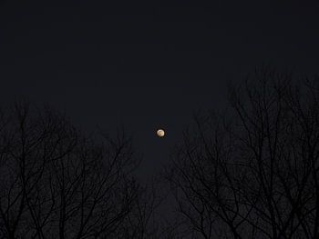 The Moon Shines Through The Trees