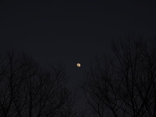 The Moon Shines Through The Trees