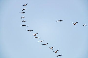 Crane birds flying in a sunset during the autum by Sjoerd van der Wal Photography