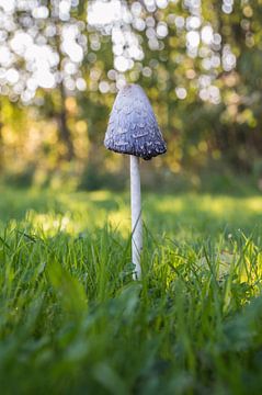Eenzame paddenstoel. van Frank Van der Werff