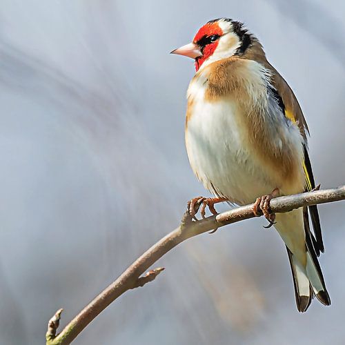 Putter kijkt naar links