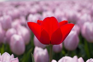 ein romantisches Foto von einer roten Tulpe in einem rosa Tulpenfeld