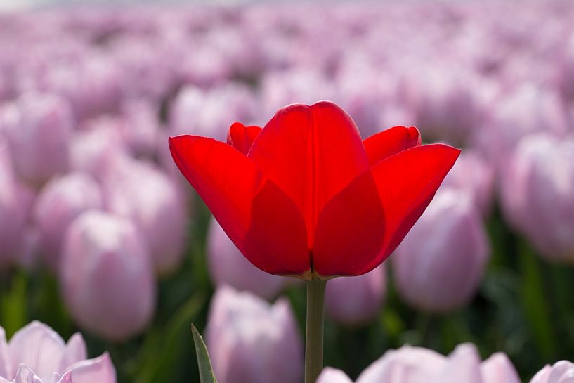 ein romantisches Foto von einer roten Tulpe in einem rosa Tulpenfeld von W J Kok