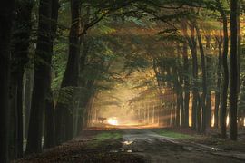 avenue d'arbres et bétail d'altitude