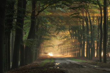 Allee der Bäume und Hochlandrinder