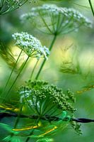 DAUCUS