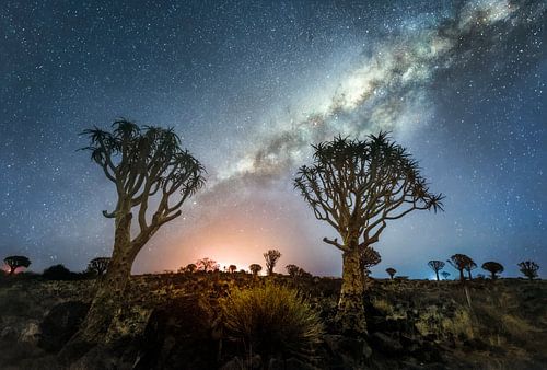 Galaxie mit Quivertree