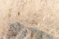 Kingfisher in the reeds