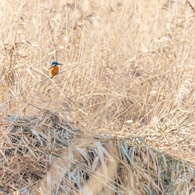 Kingfisher in the reeds by Mark Dankers