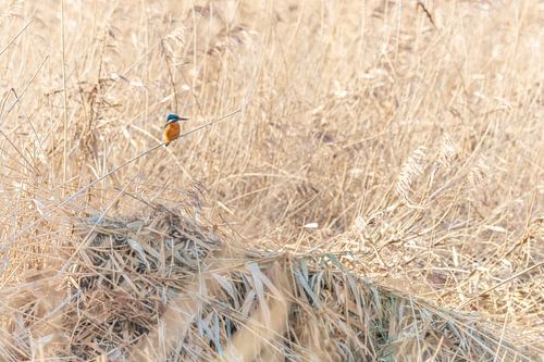 Martin-pêcheur dans les roseaux