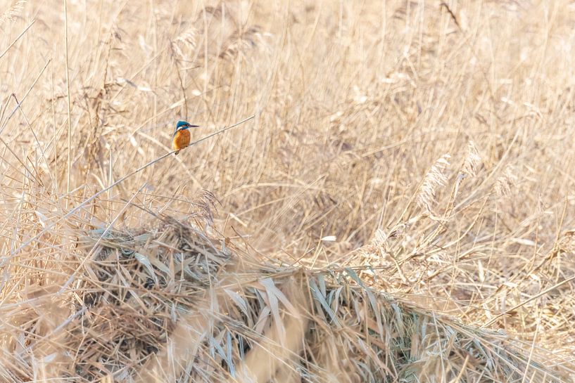 Eisvogel im Schilf von Mark Dankers