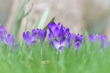 Lente van Ad Jekel