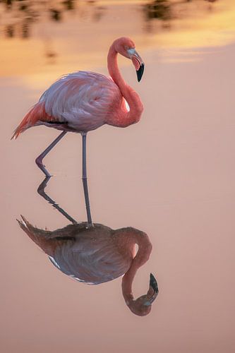 Rosa Reflexion auf Isabela