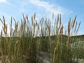 Hollandse Natuurfoto von Brigitte Koster Miniaturansicht