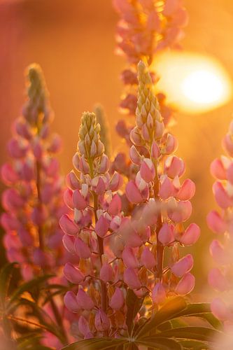 Roze Lupines