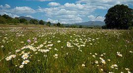 Flower meadow in the Val de Villé in Alsace by Tanja Voigt