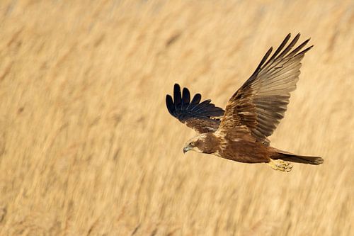 Rohrweihe *Circus aeruginosus* im Flug über Schilf