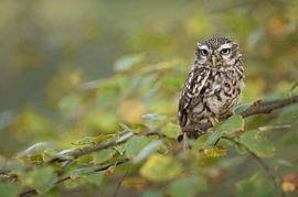 Little Owl * Athene noctua * by wunderbare Erde