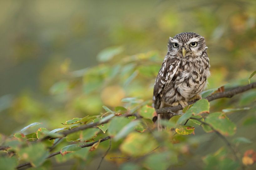 es wird Herbst... Steinkauz *Athene noctua* von wunderbare Erde