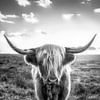 Schottisches Hochlandrind in schwarzweiß von Voss Fine Art Fotografie