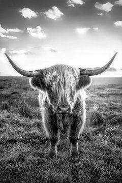 Schotse hooglandrunderen in zwart en wit van Voss Fine Art Fotografie