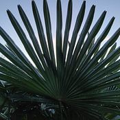 ReginaCaptures Profile picture