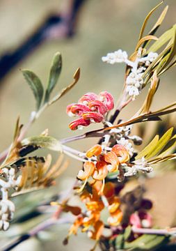 Grevillea bloemen van Laura Krol