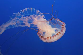Tauchreise Südkalifornien - schöne Quallen