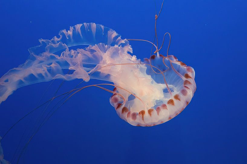 Beautiful jellyfish on South Californian dive trip by Erik Verbeeck