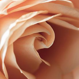 Quadratisches Bild des Herzens einer Rose von Shotsby_MT