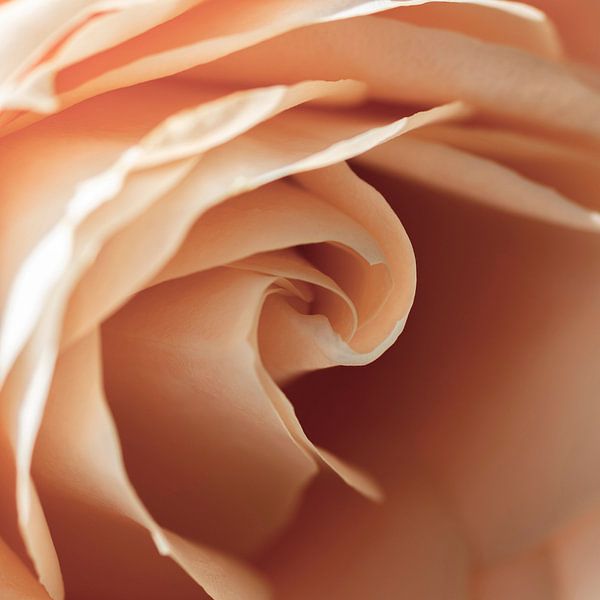 Image carrée du cœur d'une rose par Shotsby_MT