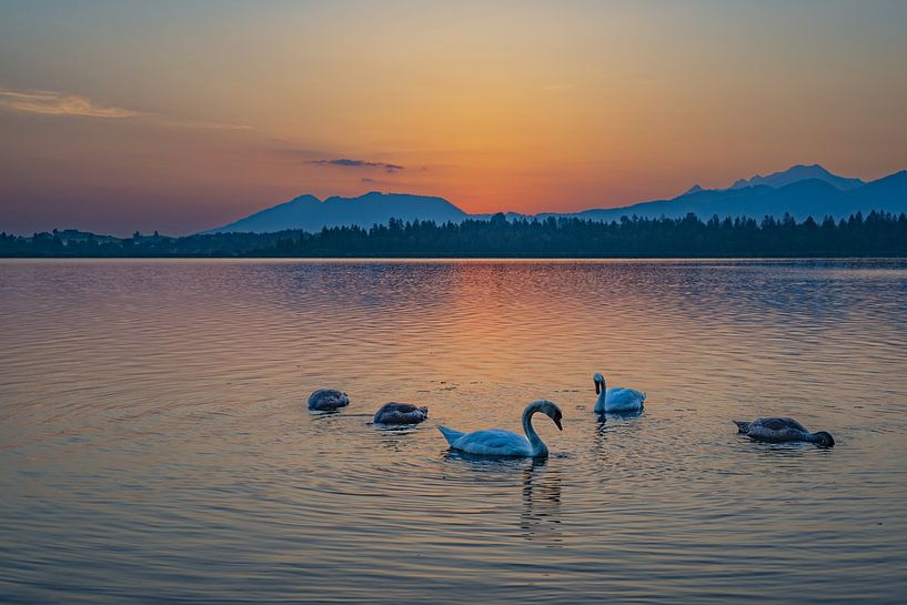 Swan poetry in the awakening of light - A summer morning at Lake Hopfensee by Walter G. Allgöwer