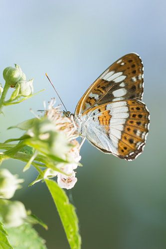 Kleine IJsvogelvlinder