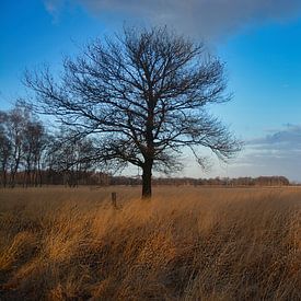 De Groote Peel van Hans Janssen