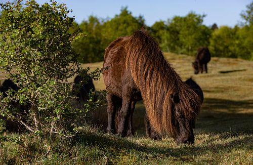 Grazende shetlandpony