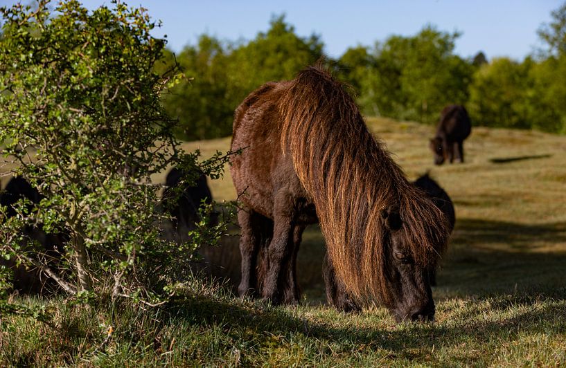 Grazing shetland pony by Percy's fotografie