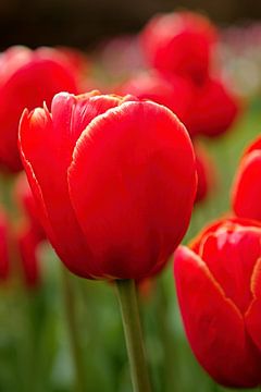 Rode tulp tussen rode tulpen van W J Kok