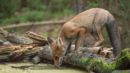 Ein Fuchs, jung und durstig... von Ans Bastiaanssen