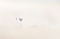 Reigersbek eenzaam in het zand van Frans Batenburg thumbnail