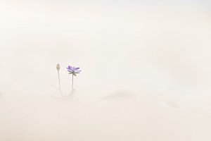Reigersbek eenzaam in het zand sur Frans Batenburg