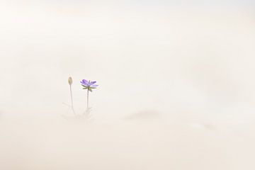 Reigersbek eenzaam in het zand von Frans Batenburg